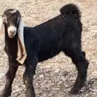 تيس لبني العمر شهر