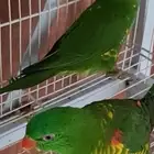 ما شاء الله تعالى جوز لوري سكالي منتج لهواة النوادر