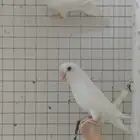 زوج روز البينو