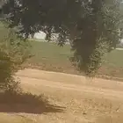 شجر زيتون