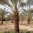 نخل نقايل نخيل مثمر إخلاص سكري برحي صقعي شيشي مجدول هلالي