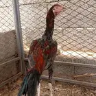 دجاج سندي وباكستاني( تم البيع )