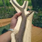 بذور شجرة العود (آجار وود)