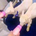 جوز ماعز قزمي ذكر وانثي مباع بارك الله