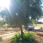 زيتون نخل
