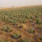 حنا عضوي وسدر بلدي من مزارع ينبع النخل..