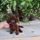 كلب بودل Toy poodle tea cup بسعر مميز