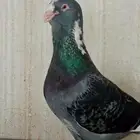 جوز بلق بإنتاجه