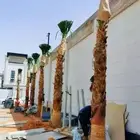 يوجد لدينا اشجار ونخيل