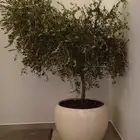 زيتون قزم زيتون معمر اشجار زيتون زينه نخل عربي نخل واشنطونيا