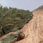 يتوفر لدينا جميع انواع نخيل
