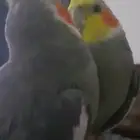كروان اليف وهدد