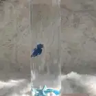 سمك الفايتر مع الحوض - لما تكون الهديه روح