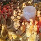فروخ صيصان بط بكيني حجم جامبو