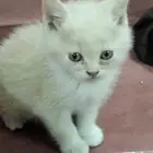 قطط كيتين عمر شهرين شيرازي مهجن