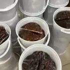 تمور حائل الفاخره
