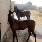 إيواء الخيل وعسف الخيل