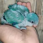 فرخ كويكر تم البيع