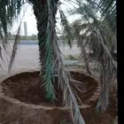 يوجد لدينا عمال تحيض وتكريب وبنا حجر وقلع فروخ