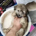 كلب مالتيبو صغير للبيع بسعر مميز