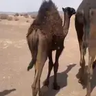 شرق المدينة المنورة