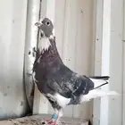 ذكر قطيفي هجرسي مطير