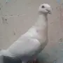ذكر هومر للبيع