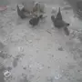 دجاج للبيع العدد 9 وديك واحد