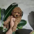 كلب توي بودل toy poodle للبيع