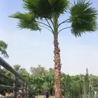 نخل واشنطني زينه للبيع