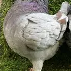 (تم البيع ) انث كنق