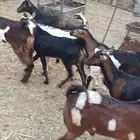 تيوس يمانيه تربيه