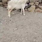 للبيع حري صنف تم البيع