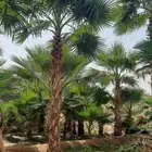 ابوساري لتوريد النخيل وزراعته