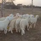 بهم حري طليان اضاحي (تم البيع)