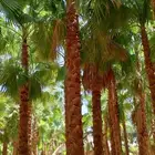 واشنطني نخل زينه ابومروحه درجه اولا نخل نحيف وليس متين