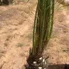 يوجد لدينا جميع انواع النخيل لتواصل