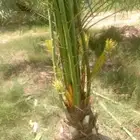 نخيل توريد جثايث صقعي سكري مجدوول هلالي برحي اخلاص خضري