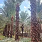 نقوم بتوريدوزراعه جميع انواع النخيل