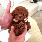 poodle teacup ... بودل تيكب