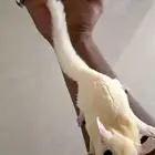 شوقر قلايدر الليف مره