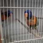 جوز لوري بفرخه