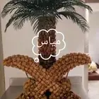 يوم الوطني ديكورات فلين