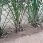 السلام عليكم ورحمة الله وبركاته يوجد لدينا جميع انواع الفروخ