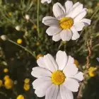 بذور قحويان نقيه الكليو 500 انتهت الكمية