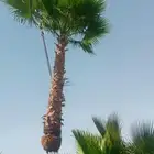 يتوفر لدينا نخل واشنطني