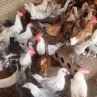 دجاج عمر 4شهور