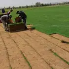 ثيل طبيعي c2000