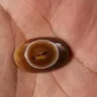 حجر سليماني هندي بافوري مميز جدا