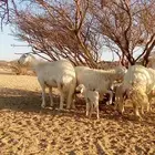 جذعات متابيع